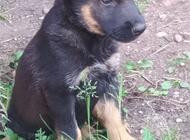 Grajewo ogłoszenia: Oddam 3 male szczeniaki wilczurki, dwumiesięczne - zdjęcie
