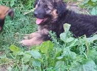 Grajewo ogłoszenia: Oddam 3 male szczeniaki wilczurki, dwumiesięczne - zdjęcie