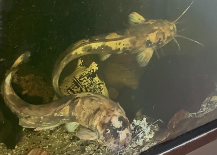 Grajewo ogłoszenia: Sum Clarias
100 zł za sztukę
Posiadam 2 sztuki
